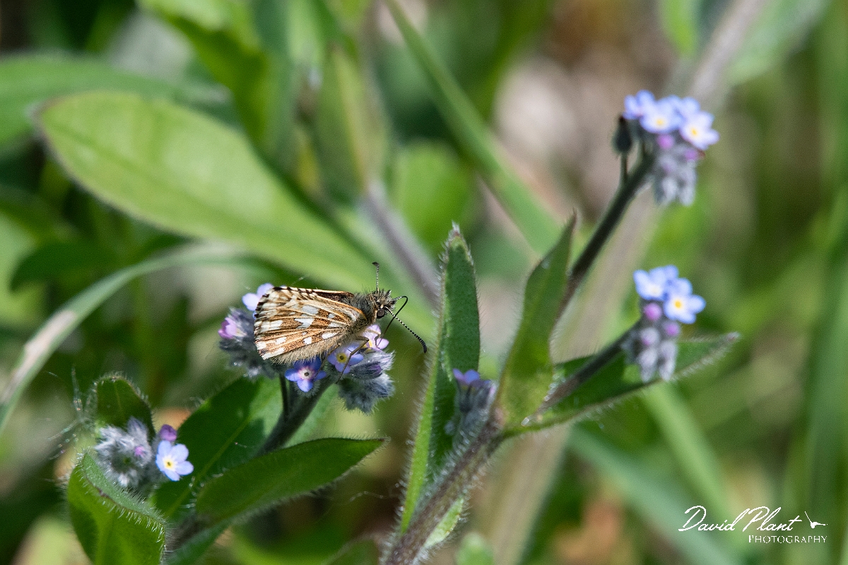 David Plant Photography - Wildlife Photography - Grizzled skipper - C.jpg - Grizzle skipper - Buckinghamshire