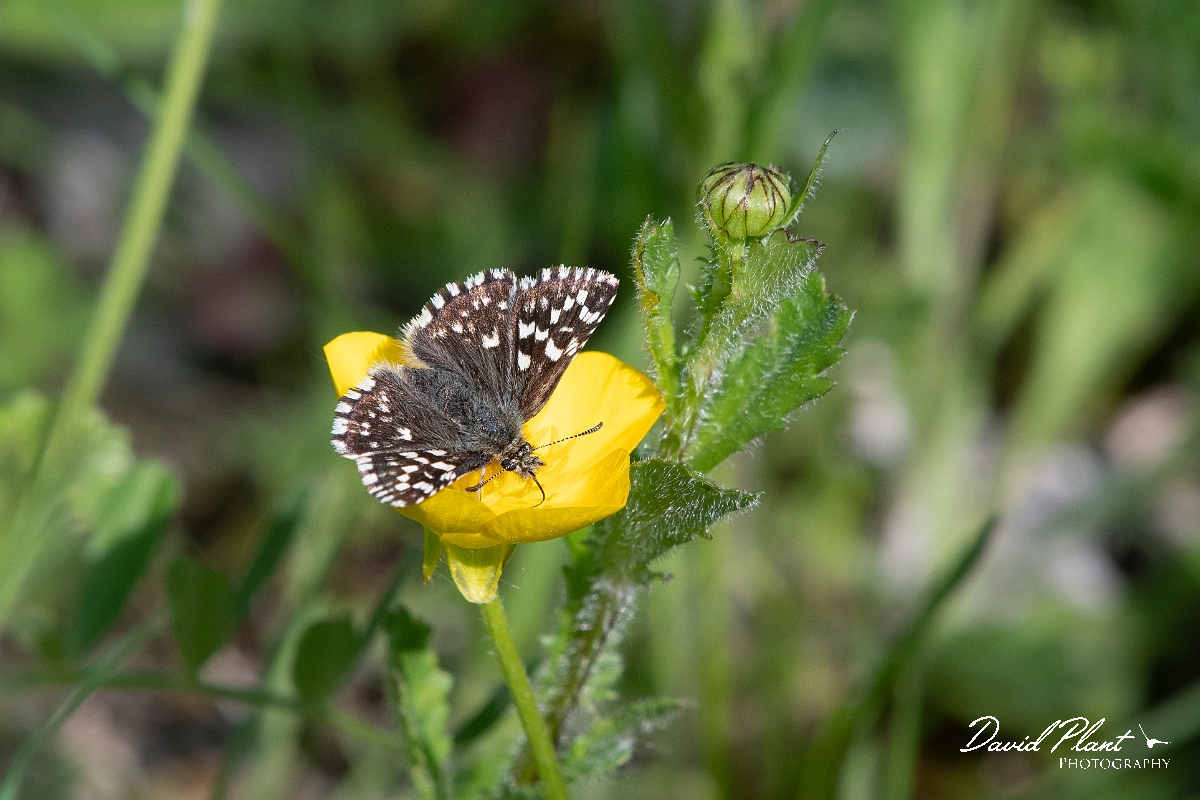 David Plant Photography - Wildlife Photography - Grizzled skipper - D.jpg - Grizzle skipper - Buckinghamshire