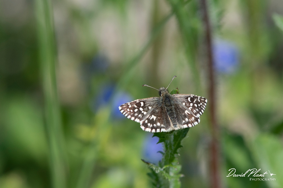 David Plant Photography - Wildlife Photography - Grizzled skipper - F.jpg - Grizzle skipper - Buckinghamshire