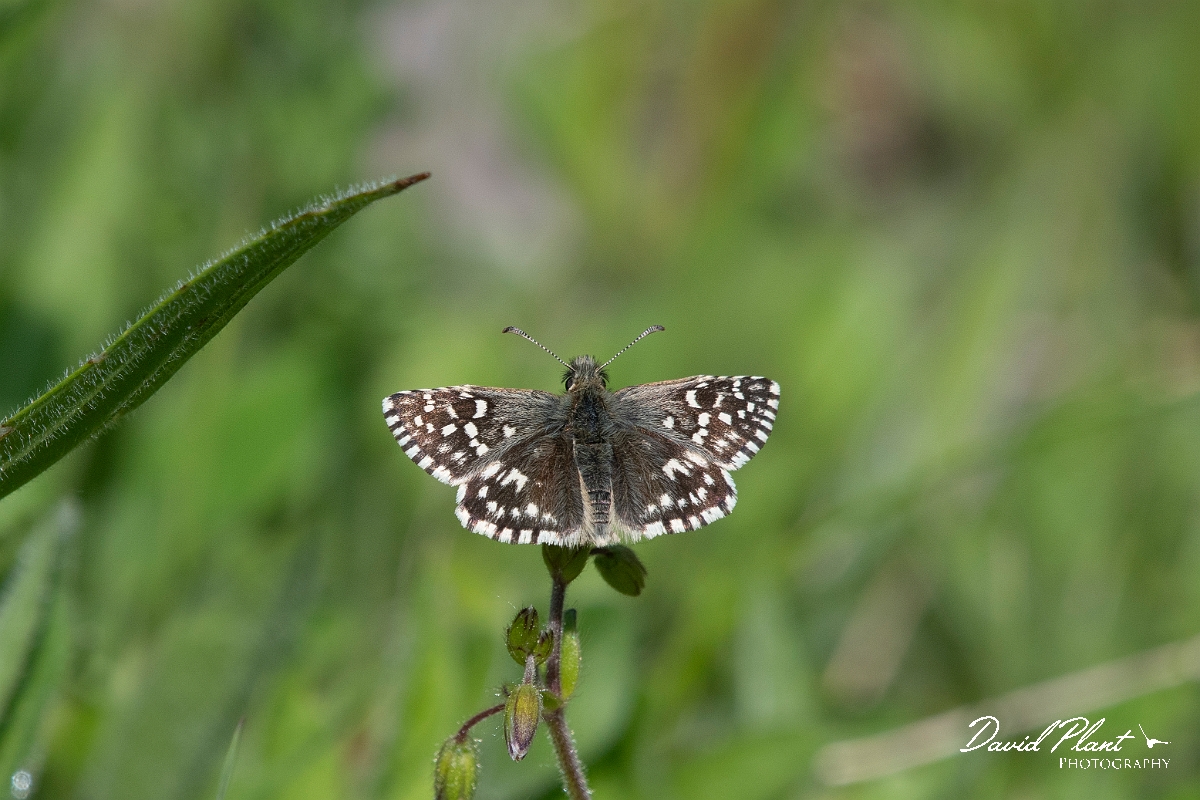 David Plant Photography - Wildlife Photography - Grizzled skipper - G.jpg - Grizzle skipper - Buckinghamshire