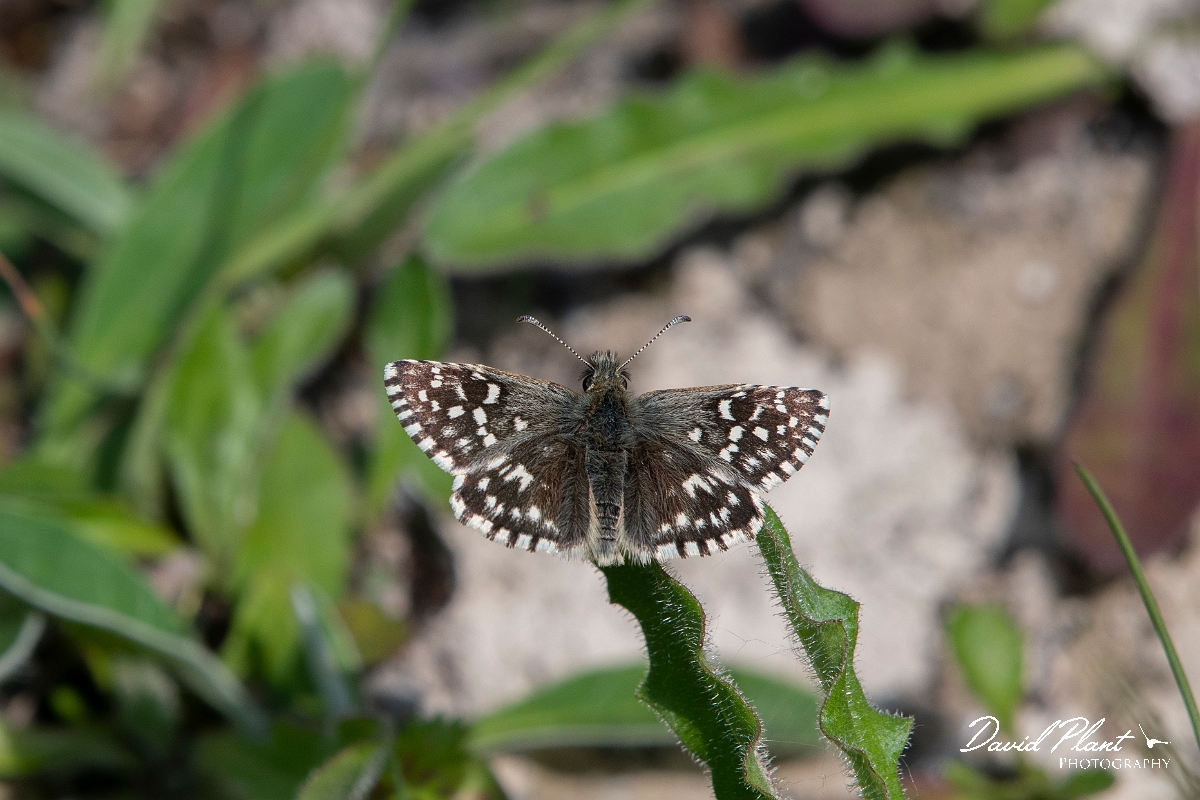 David Plant Photography - Wildlife Photography - Grizzled skipper - H.jpg - Grizzle skipper - Buckinghamshire