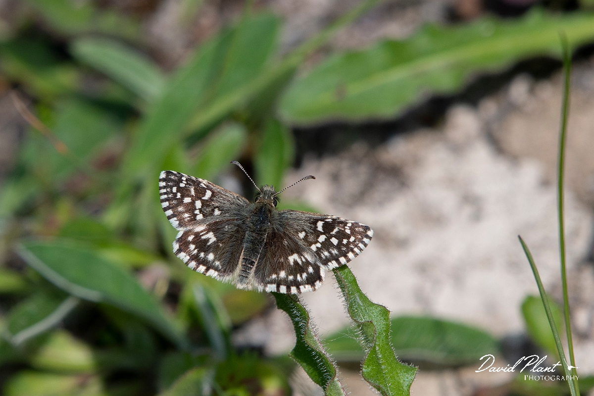David Plant Photography - Wildlife Photography - Grizzled skipper - I.jpg - Grizzle skipper - Buckinghamshire