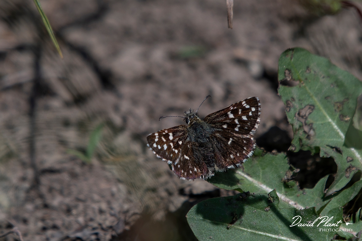 David Plant Photography - Wildlife Photography - Grizzled skipper - M.JPG - Grizzled skipper - Somerset