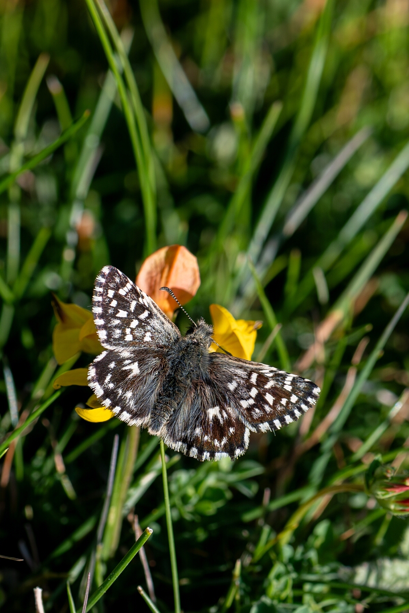 David Plant Photography - Wildlife Photography - Grizzled skipper - N.jpg - Grizzled skipper, Pyrgus malvae - Wiltshire