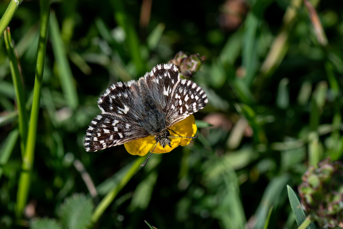 David Plant Photography - Wildlife Photography - Grizzled skipper - P.jpg - Grizzled skipper, Pyrgus malvae - Wiltshire