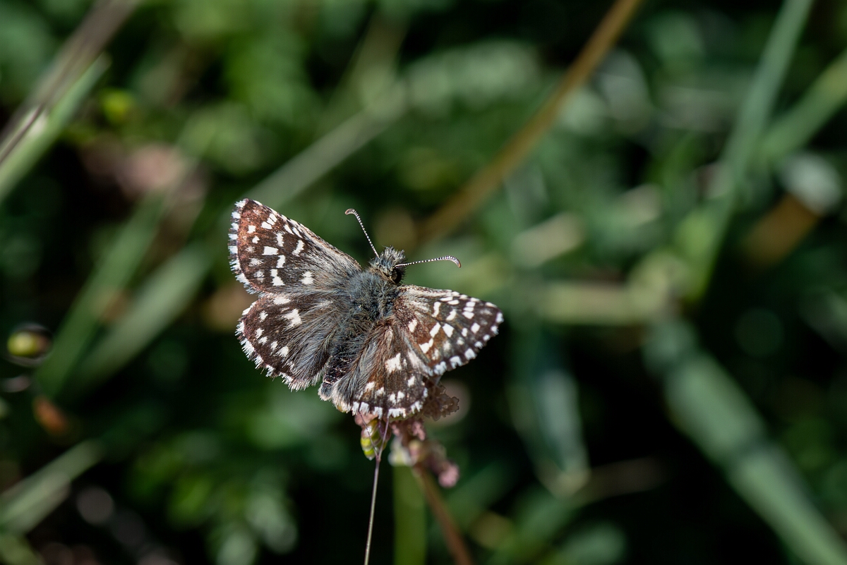 David Plant Photography - Wildlife Photography - Grizzled skipper - S.jpg - Grizzled skipper, Pyrgus malvae - Wiltshire