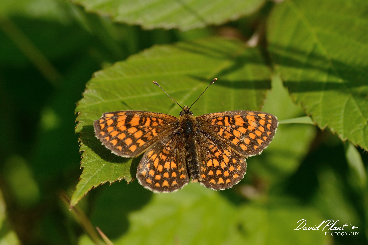 David Plant Photography - Wildlife Photography - Heath fritillary - D.jpg - Heath fritillary - Kent