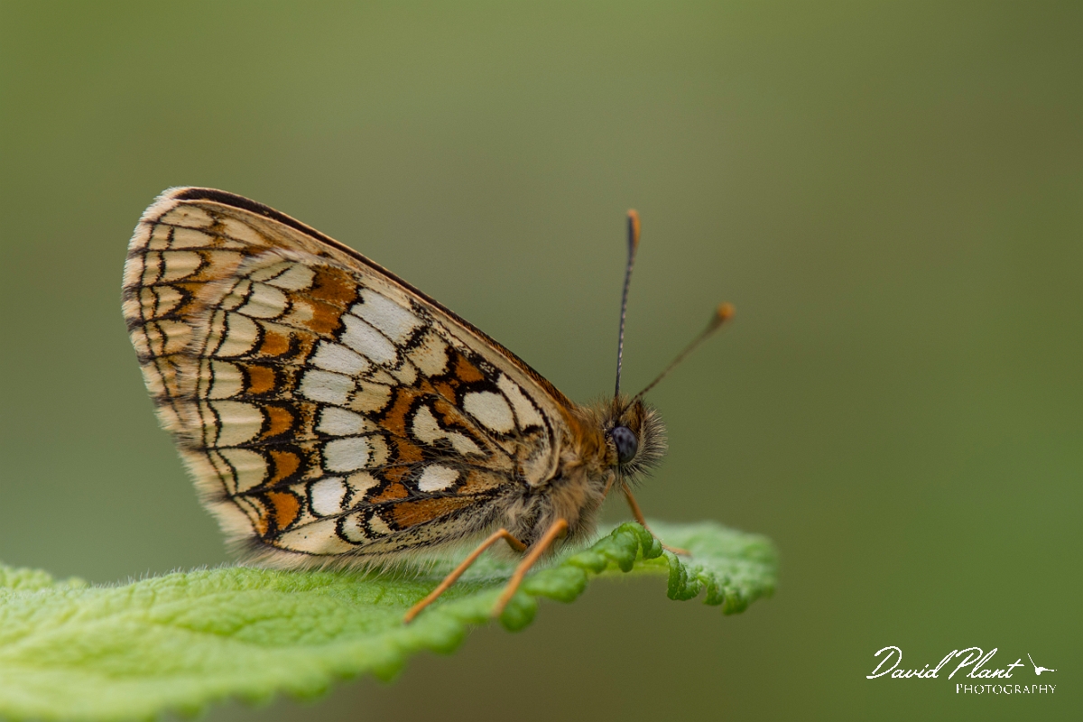 David Plant Photography - Wildlife Photography - Heath fritillary - E.jpg - Heath fritillary underwing - Kent
