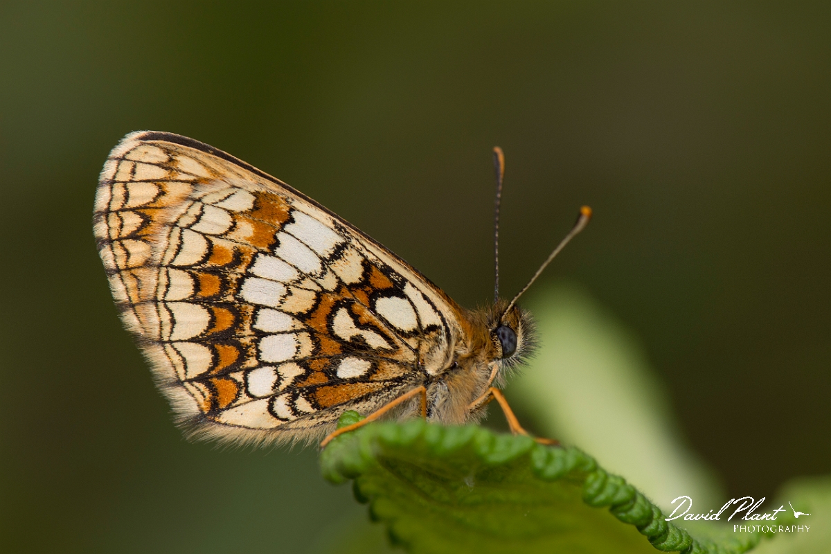 David Plant Photography - Wildlife Photography - Heath fritillary - F.jpg - Heath fritillary underwing - Kent