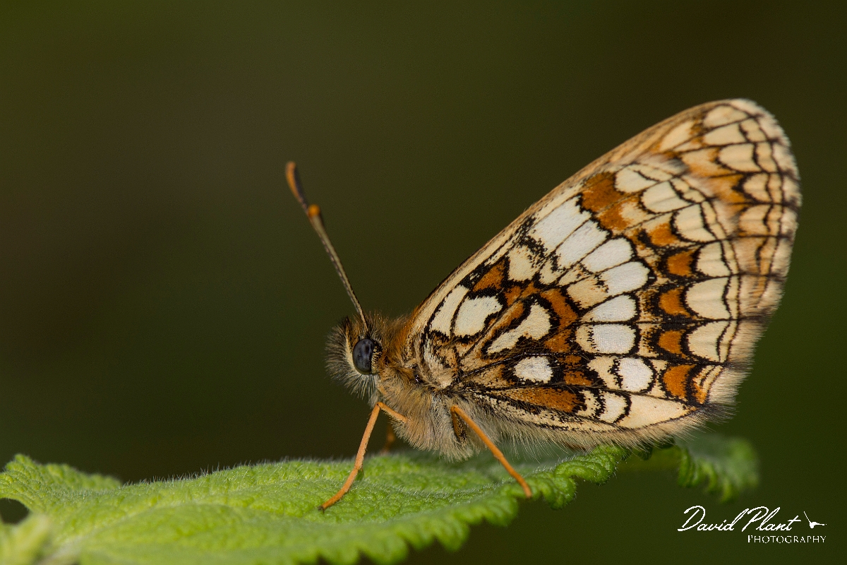David Plant Photography - Wildlife Photography - Heath fritillary - G.jpg - Heath fritillary underwing - Kent