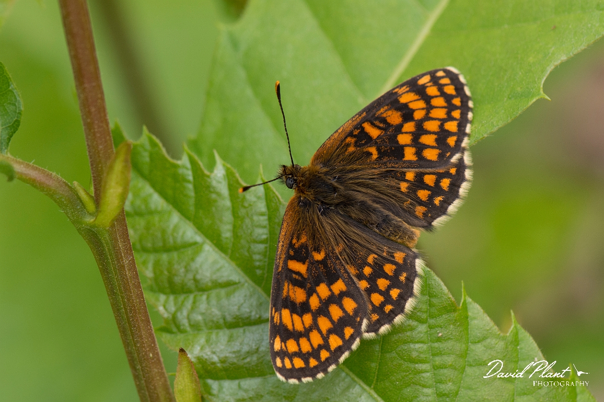 David Plant Photography - Wildlife Photography - Heath fritillary - J.jpg - Heath fritillary - Kent