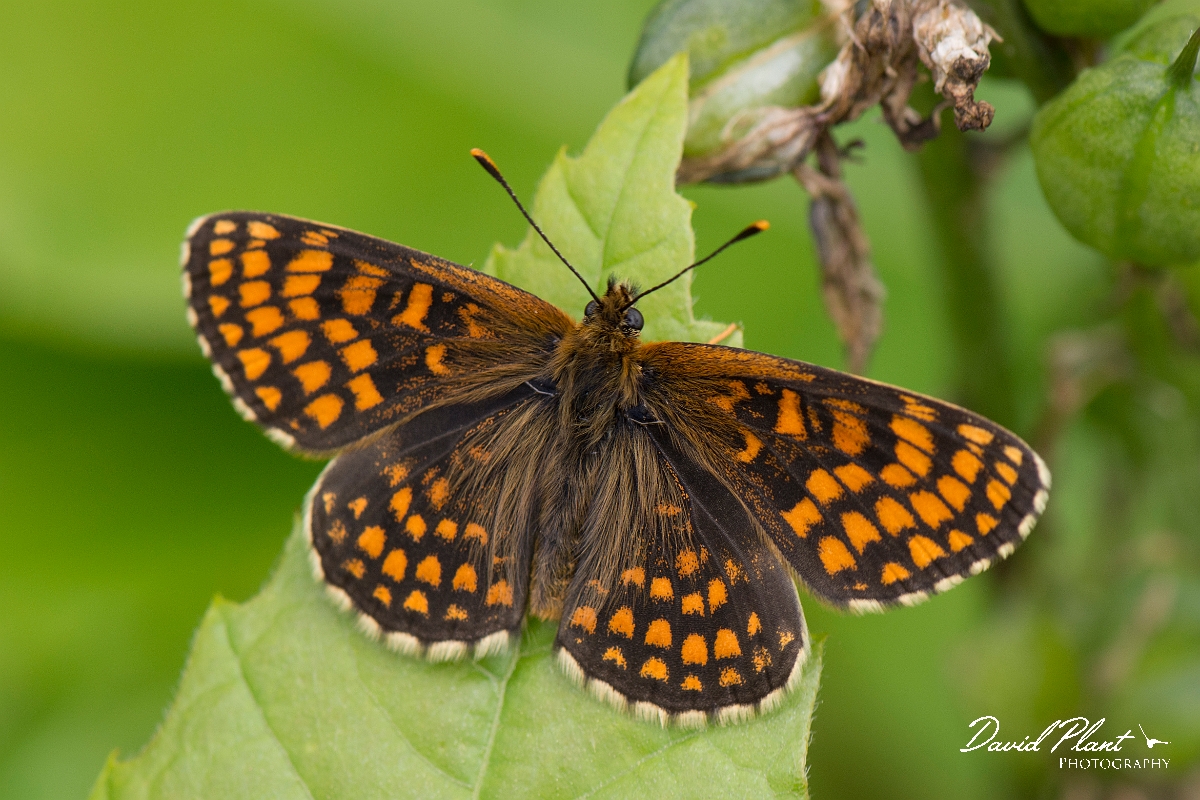 David Plant Photography - Wildlife Photography - Heath fritillary - K.jpg - Heath fritillary - Kent