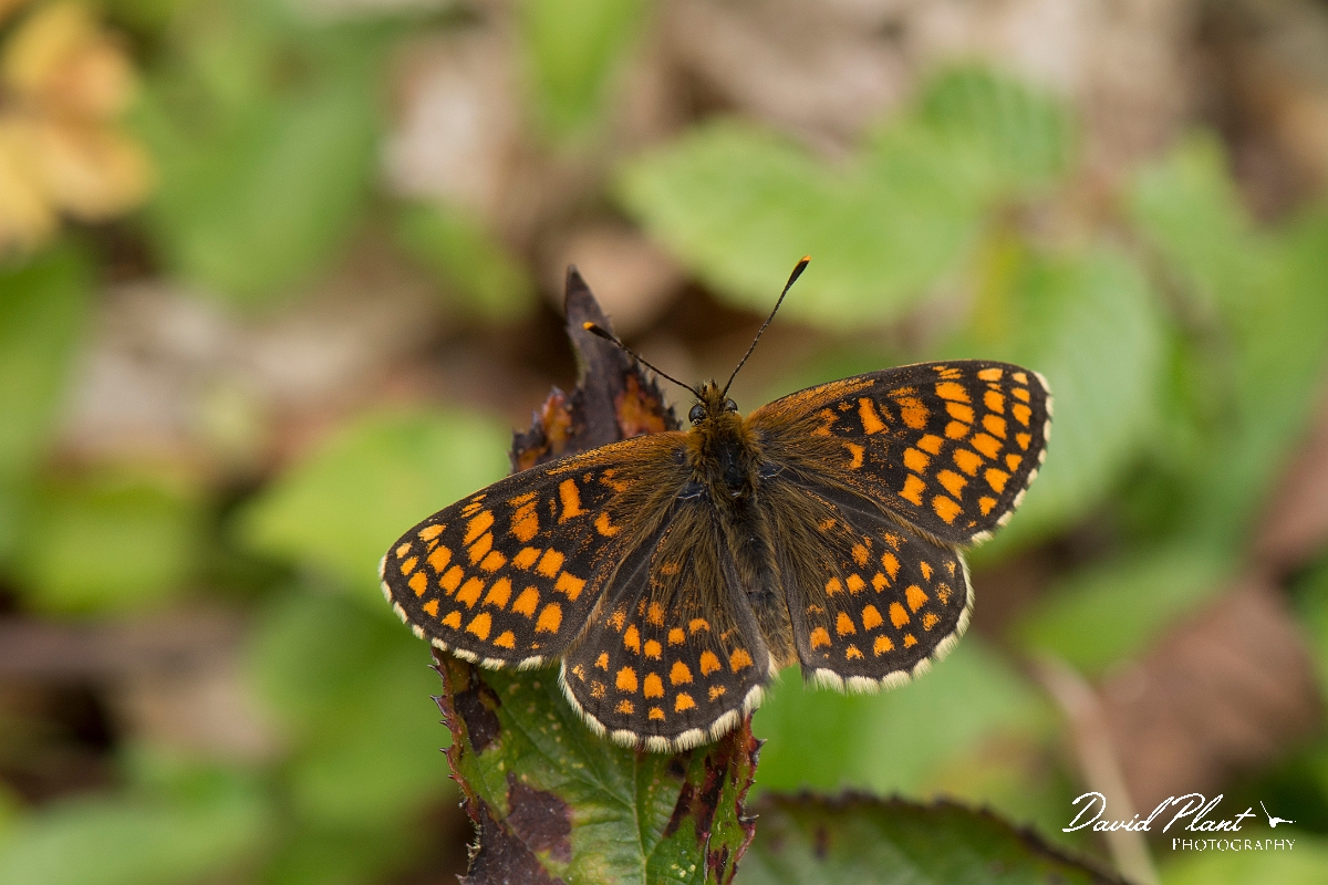 David Plant Photography - Wildlife Photography - Heath fritillary - M.jpg - Heath fritillary - Kent