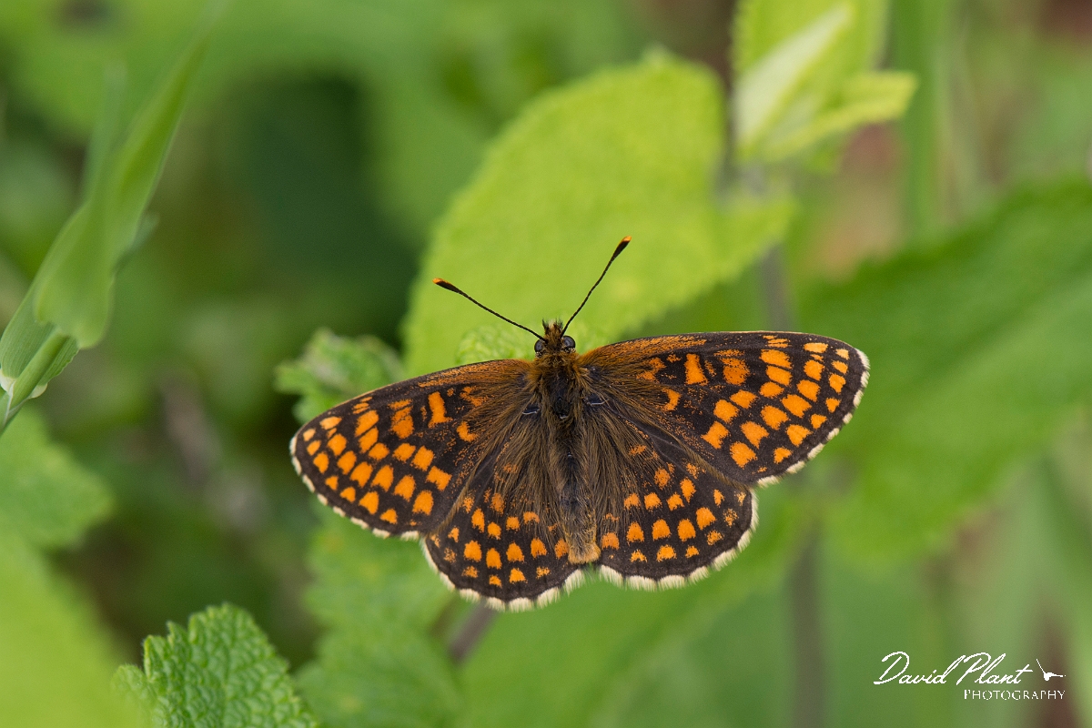David Plant Photography - Wildlife Photography - Heath fritillary - N.jpg - Heath fritillary - Kent