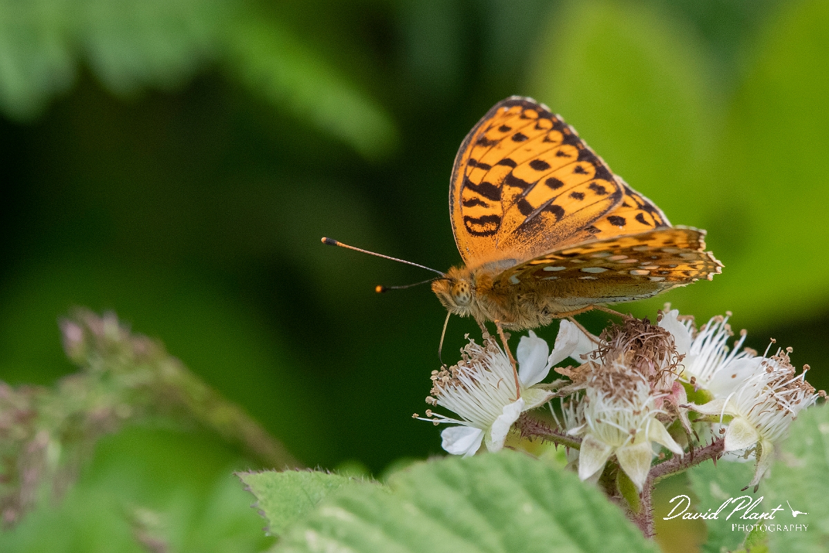 David Plant Photography - Wildlife Photography - High brown fritillary - A.jpg - High brown fritillary - Devon