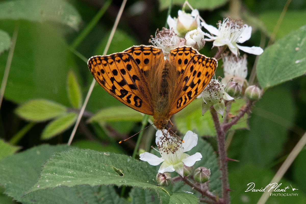 David Plant Photography - Wildlife Photography - High brown fritillary - D.jpg - High brown fritillary - Devon