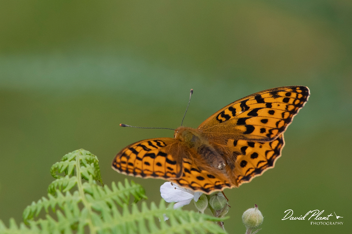 David Plant Photography - Wildlife Photography - High brown fritillary - F.jpg - High brown fritillary - Devon