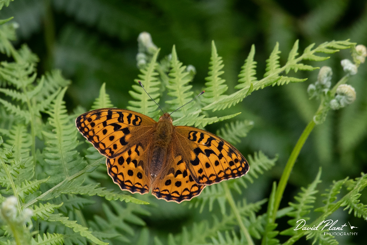 David Plant Photography - Wildlife Photography - High brown fritillary - G.jpg - High brown fritillary - Devon