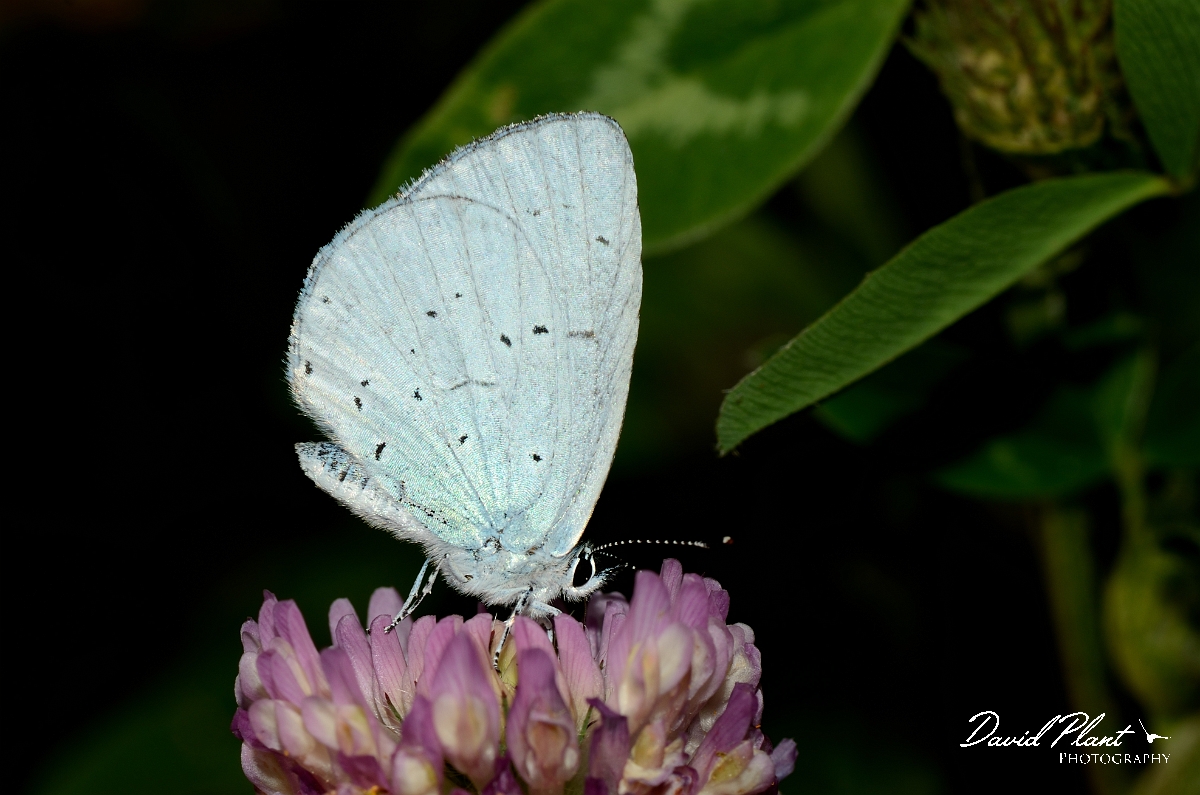 David Plant Photography - Wildlife Photography - Holly blue - A.jpg - Holly blue - Cotswolds