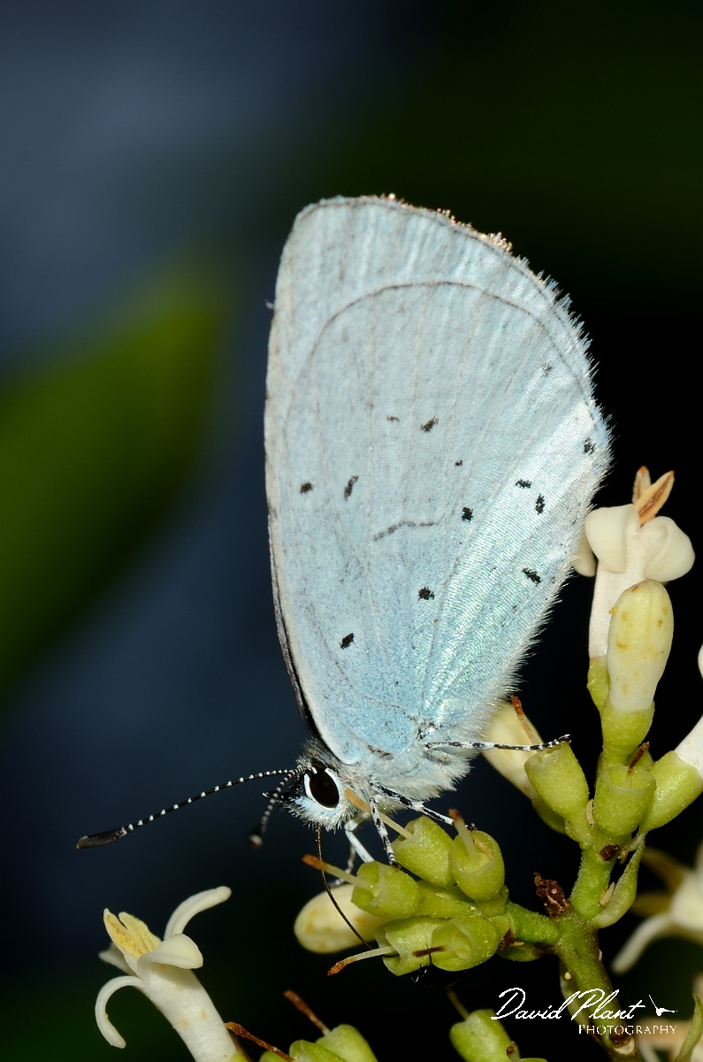 David Plant Photography - Wildlife Photography - Holly blue - B.jpg - Holly blue - Cotswolds