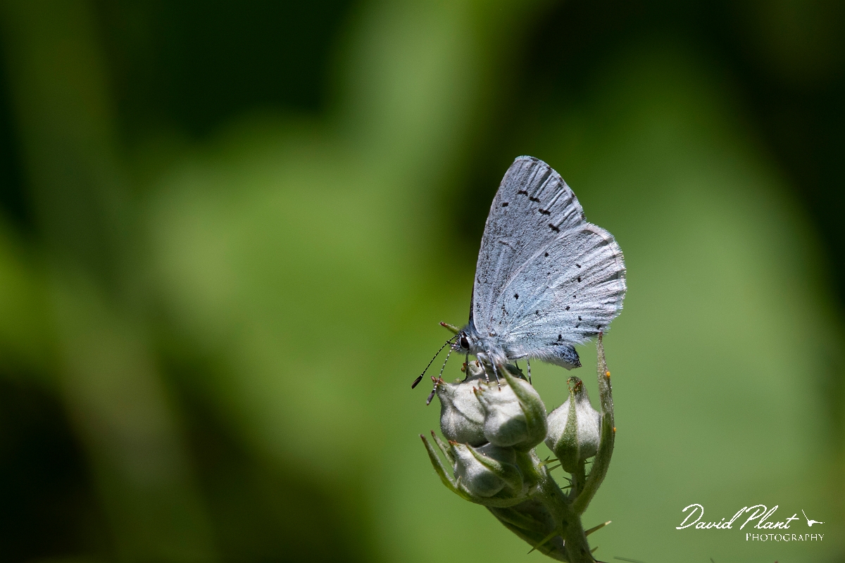 David Plant Photography - Wildlife Photography - Holly blue - C.jpg - Holly blue - Kent