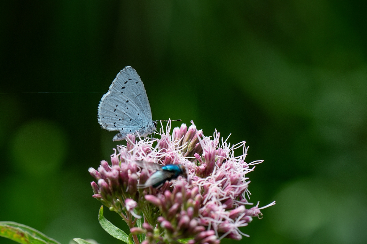 David Plant Photography - Wildlife Photography - Holly blue - F.jpg - Holly blue - Suffolk