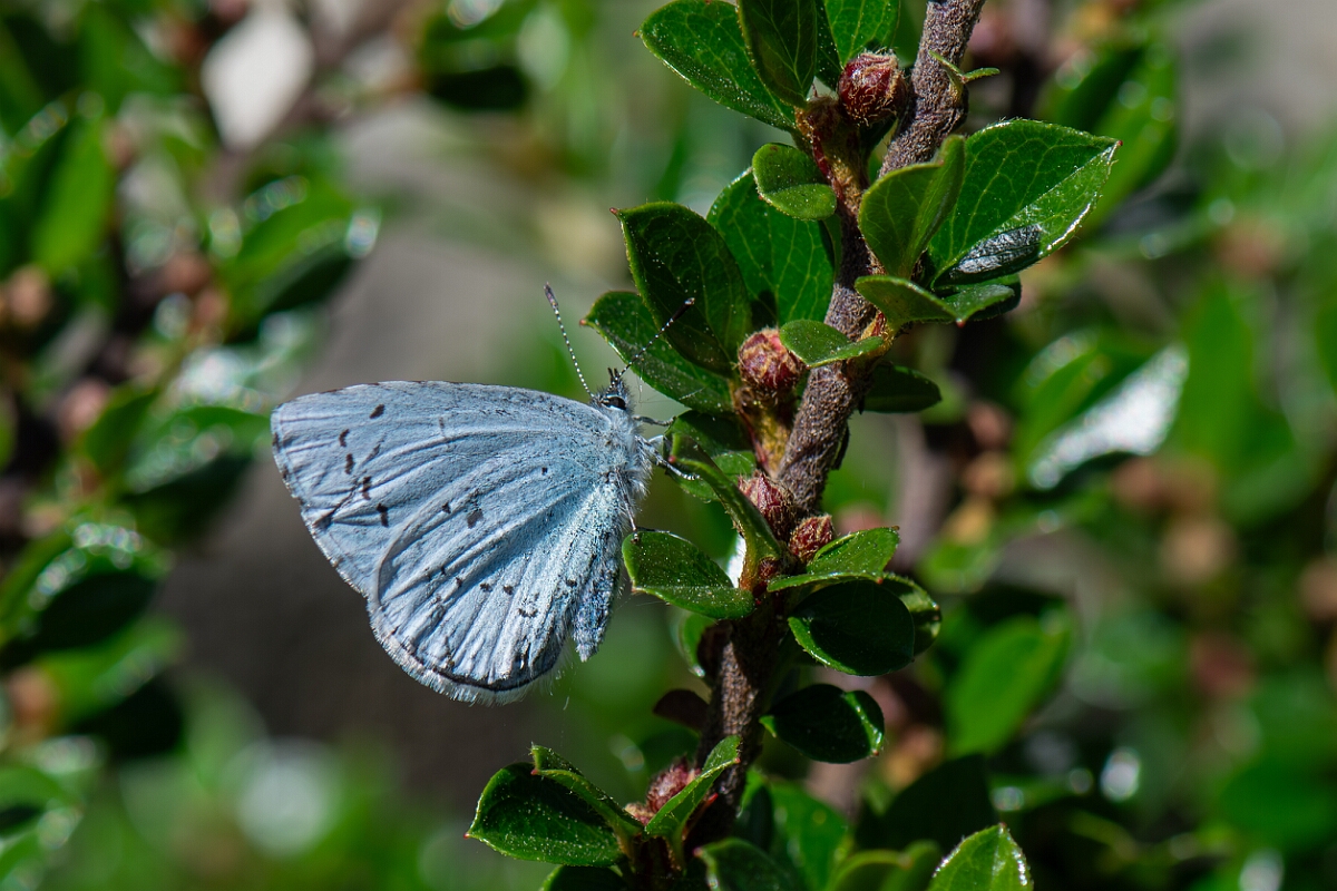David Plant Photography - Wildlife Photography - Holly blue - I.jpg - Holly blue - Cotswolds