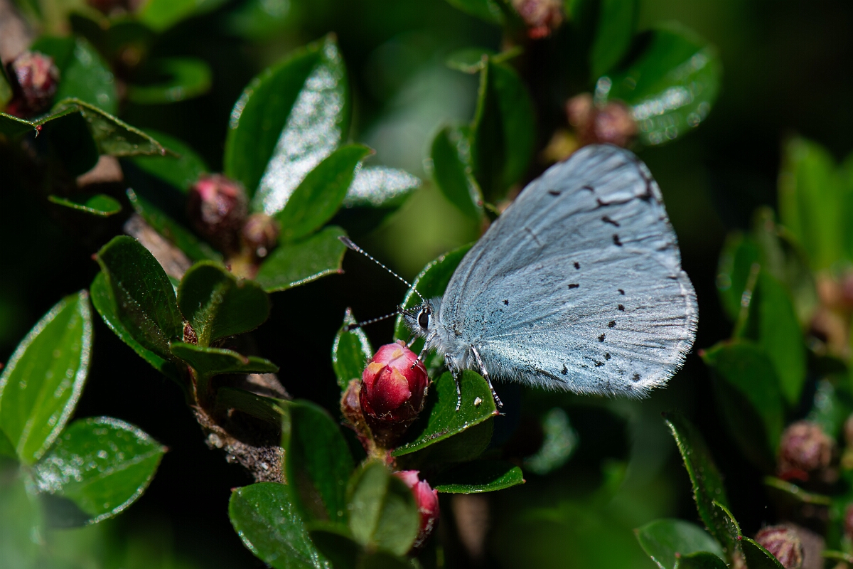 David Plant Photography - Wildlife Photography - Holly blue - J.jpg - Holly blue - Cotswolds