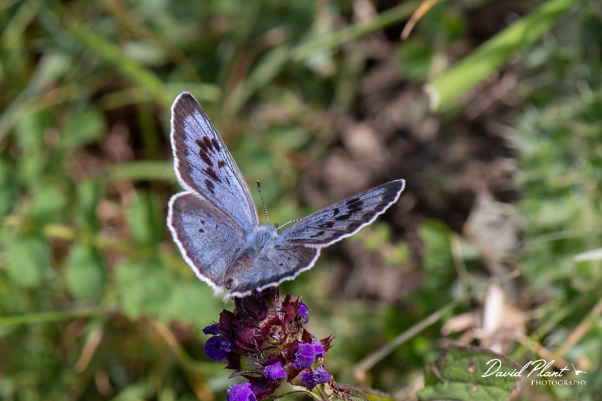 David Plant Photography - Wildlife Photography - Large blue - B.jpg - Large blue - Somerset