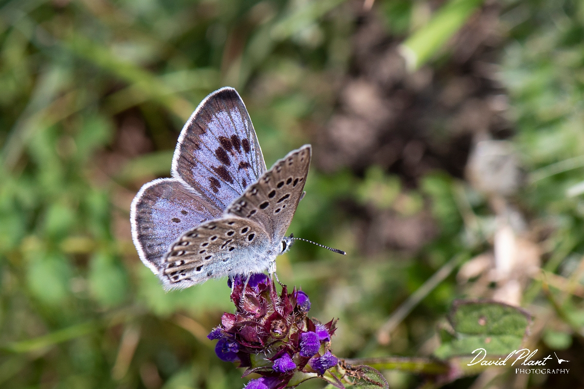 David Plant Photography - Wildlife Photography - Large blue - C.jpg - Large blue - Somerset