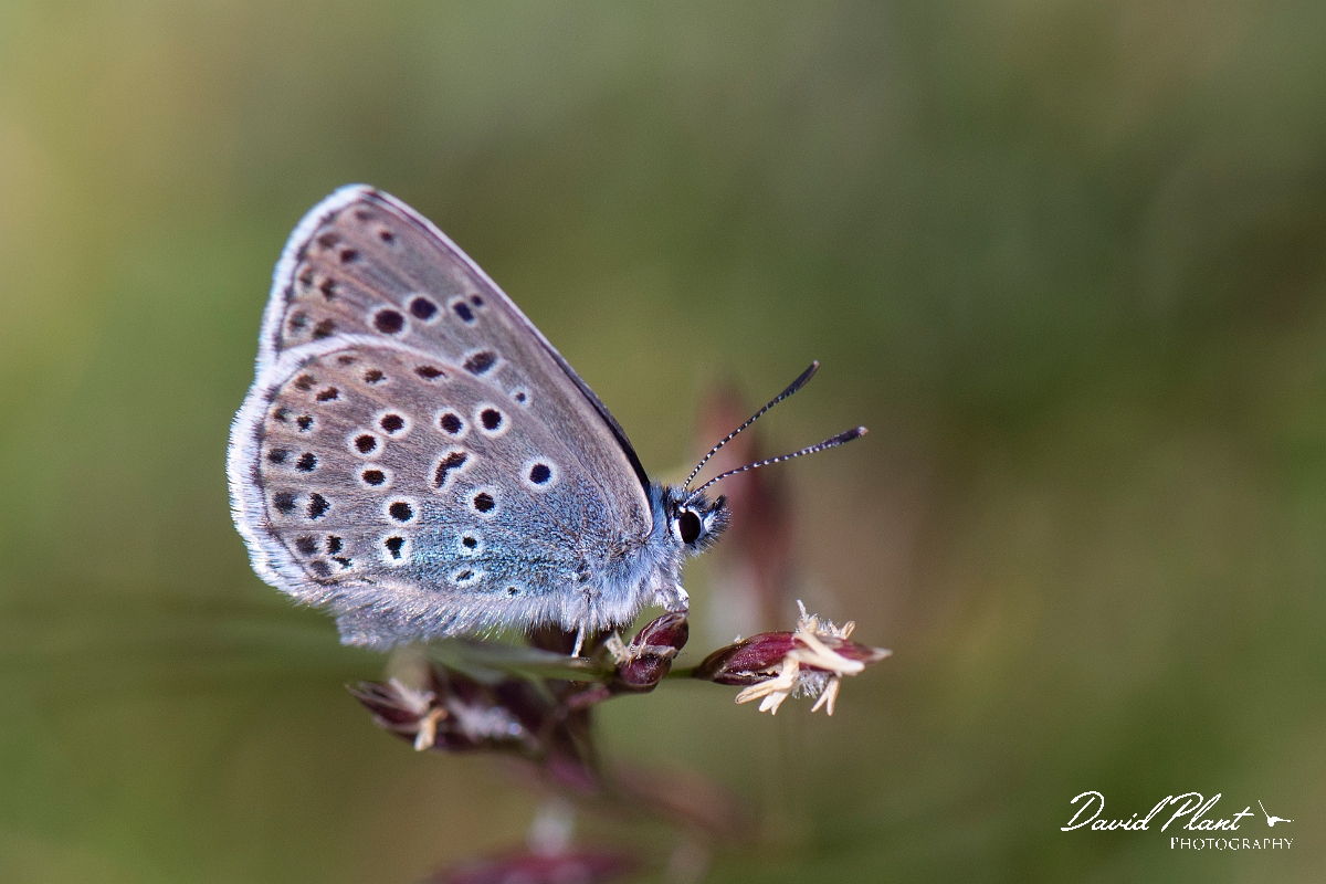 David Plant Photography - Wildlife Photography - Large blue - D.jpg - Large blue - Somerset