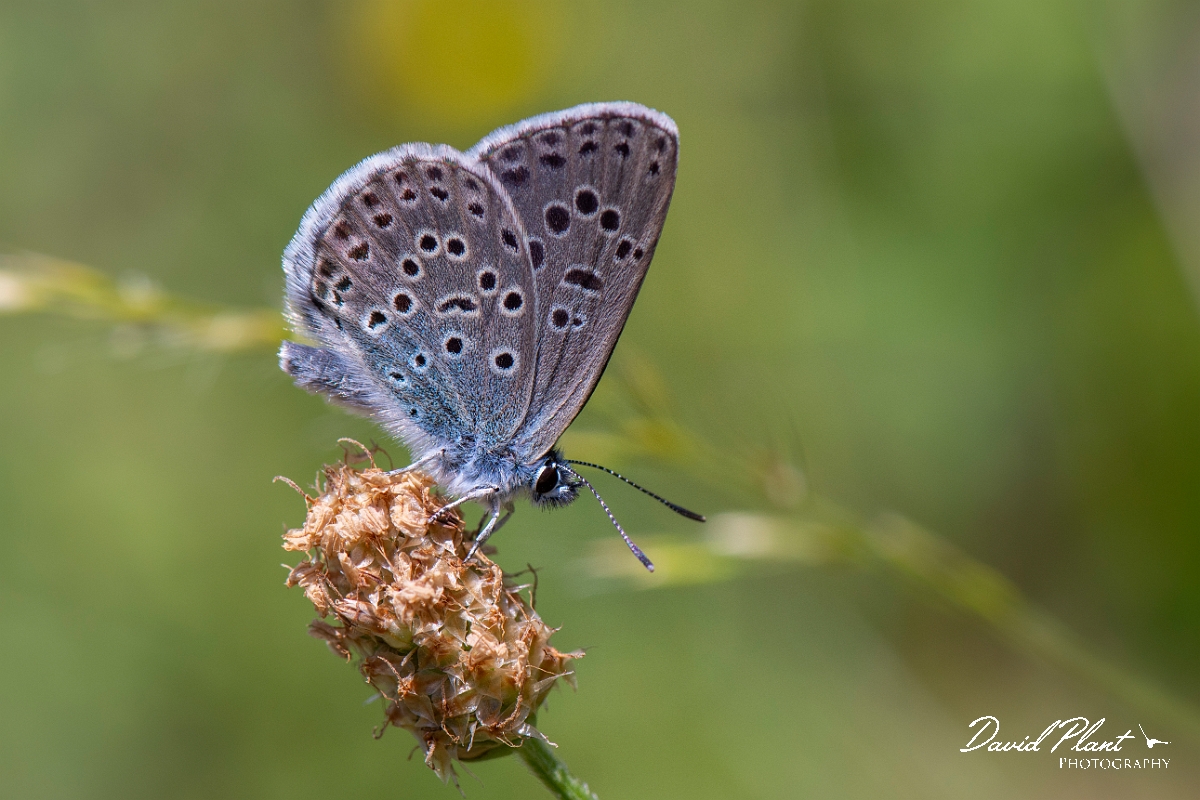 David Plant Photography - Wildlife Photography - Large blue - E.jpg - Large blue - Somerset