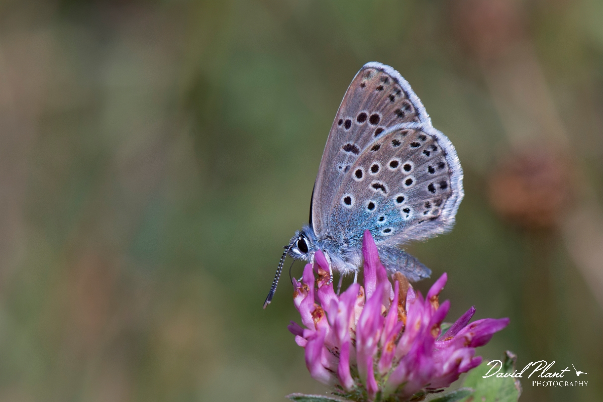 David Plant Photography - Wildlife Photography - Large blue - F.jpg - Large blue - Somerset