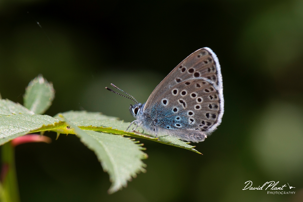 David Plant Photography - Wildlife Photography - Large blue - G.jpg - Large blue - Somerset
