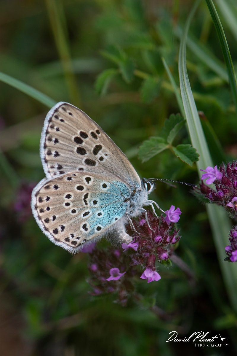 David Plant Photography - Wildlife Photography - Large blue - H.JPG