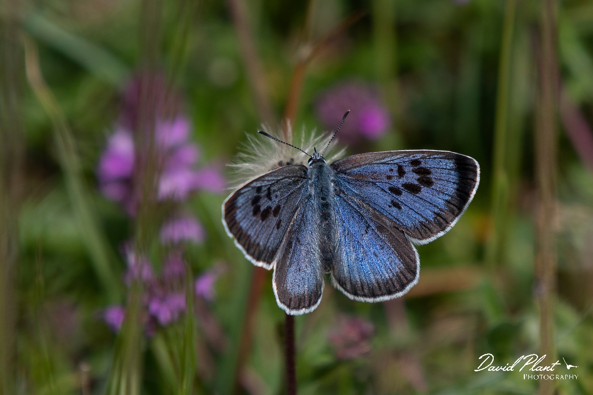 David Plant Photography - Wildlife Photography - Large blue - J.JPG - Large blue, female - Somerset