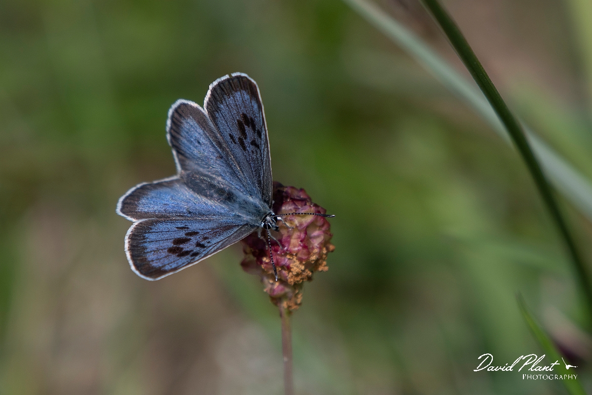 David Plant Photography - Wildlife Photography - Large blue - K.JPG - Large blue, female - Somerset