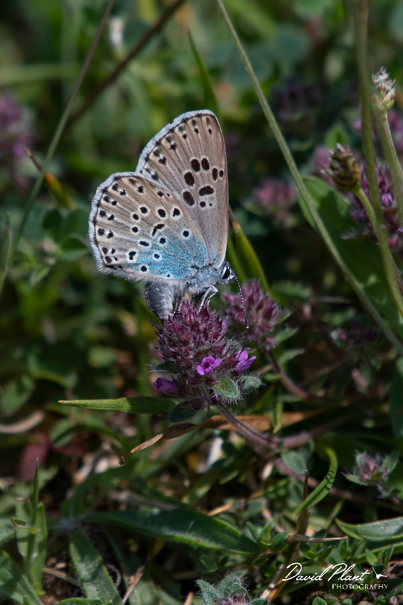 David Plant Photography - Wildlife Photography - Large blue - L.JPG - Large blue, female egg laying on thyme- Somerset