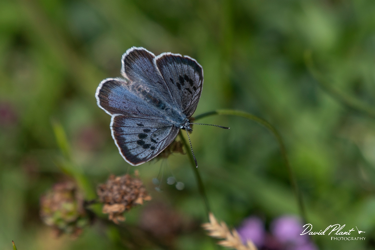 David Plant Photography - Wildlife Photography - Large blue - M.JPG - Large blue, female - Somerset