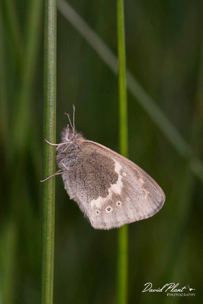 David Plant Photography - Wildlife Photography - Large heath - B.jpg - Large heath - Ayrshire