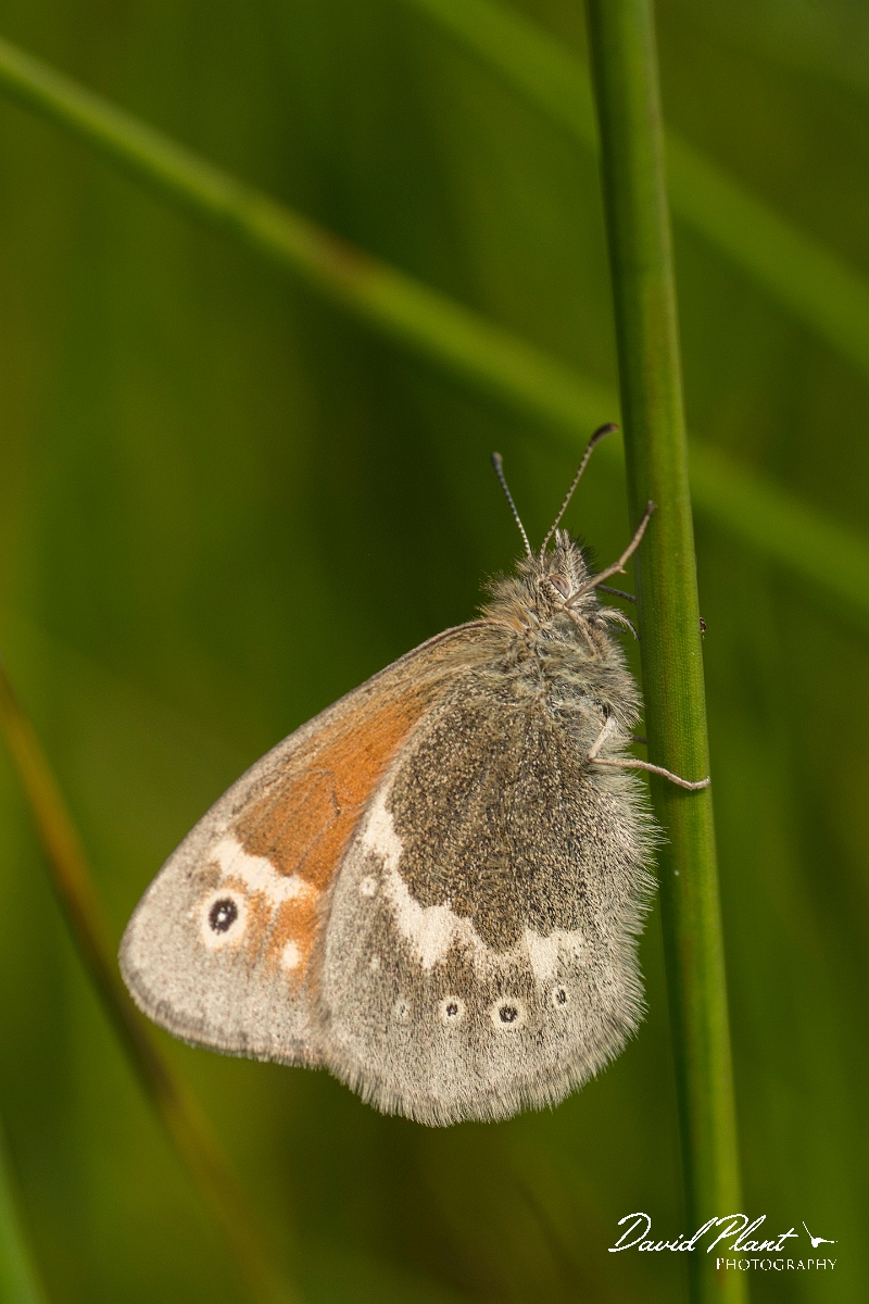 David Plant Photography - Wildlife Photography - Large heath - C.jpg - Large heath - Ayrshire