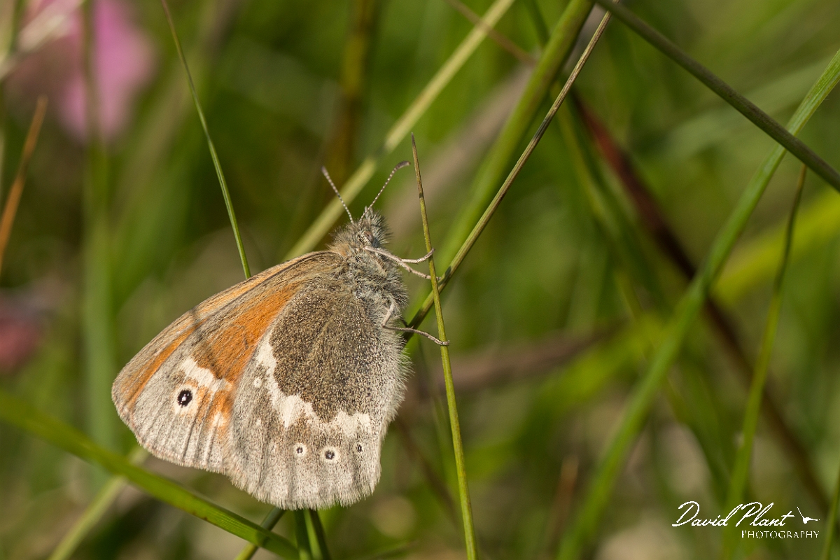 David Plant Photography - Wildlife Photography - Large heath - D.jpg - Large heath - Ayrshire