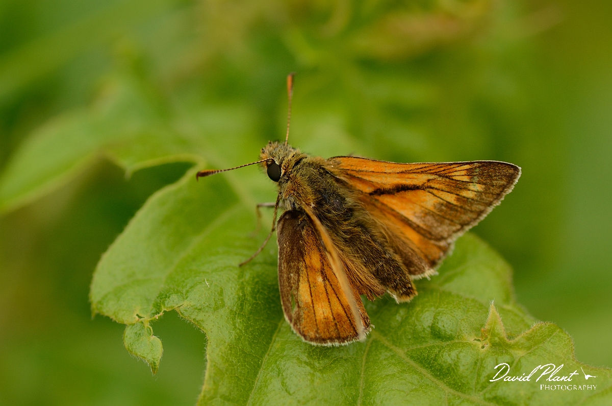 David Plant Photography - Wildlife Photography - Large skipper - A.jpg - Large skipper - Cambridgeshire