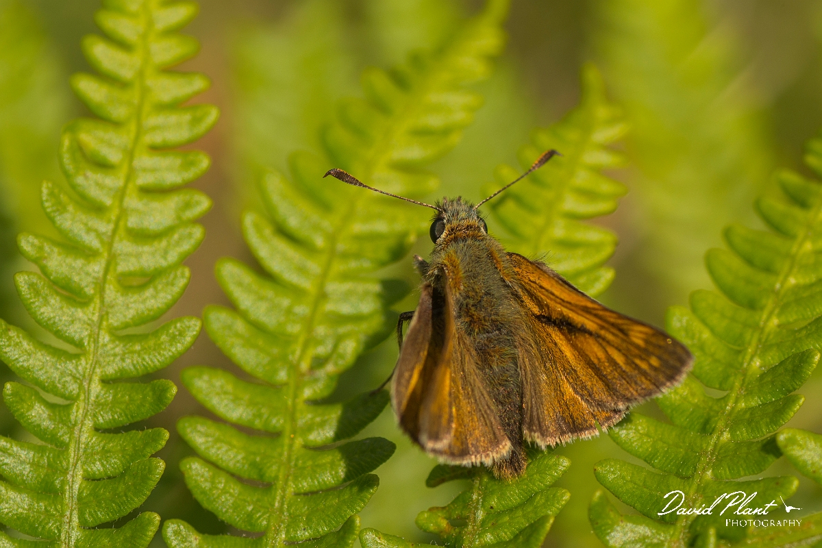 David Plant Photography - Wildlife Photography - Large skipper - D.jpg - Large skipper - Ayrshire