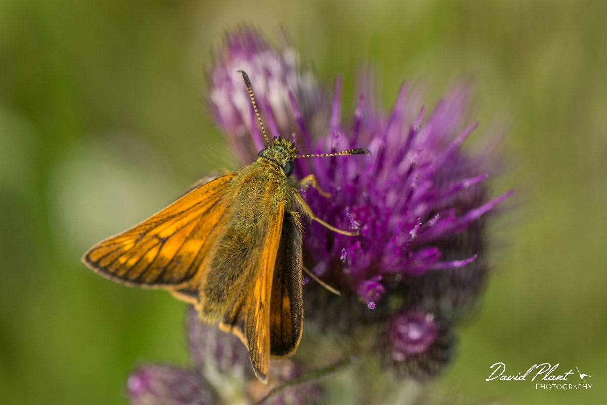 David Plant Photography - Wildlife Photography - Large skipper - E.jpg - Large skipper - Ayrshire