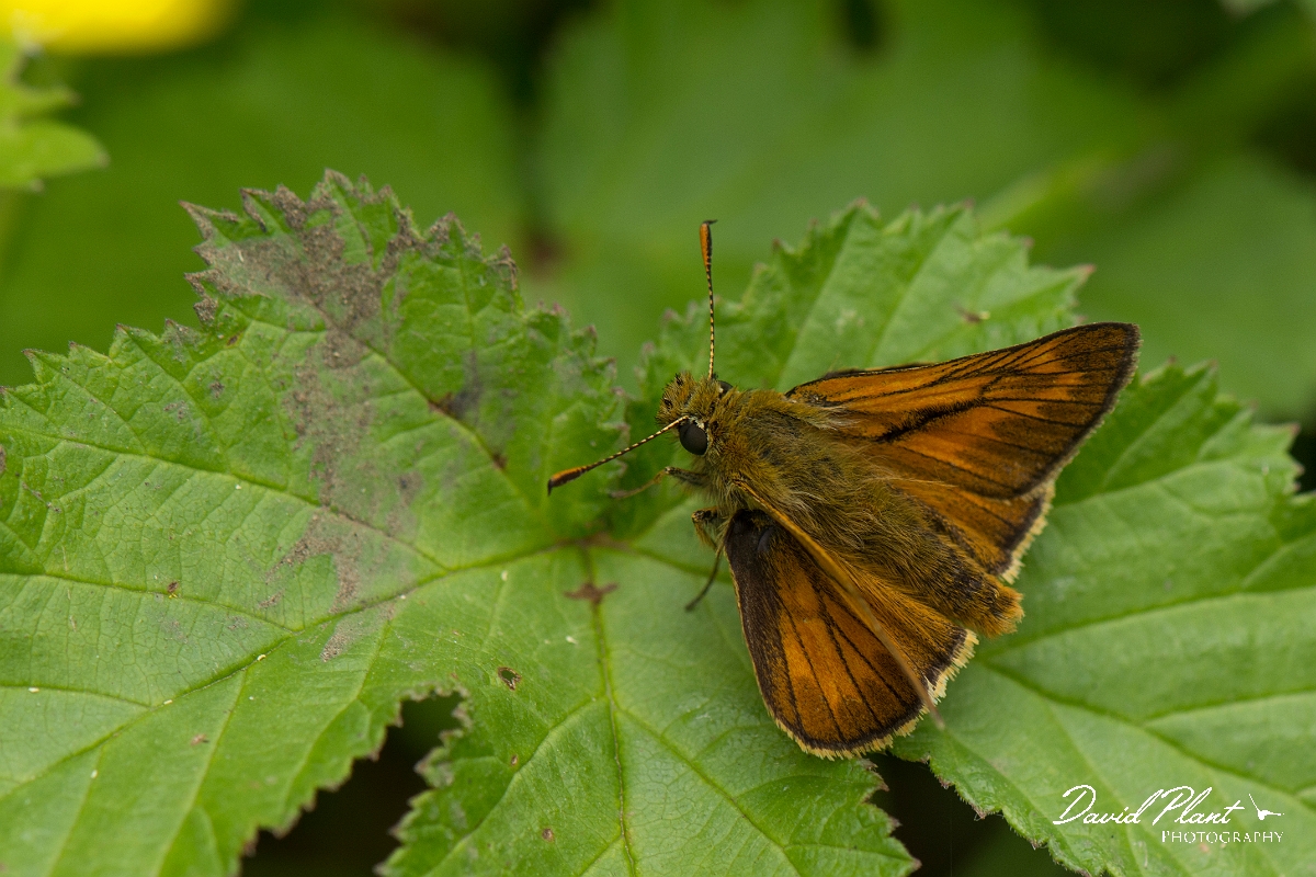 David Plant Photography - Wildlife Photography - Large skipper - G.jpg - Large skipper - Buckinghamshire