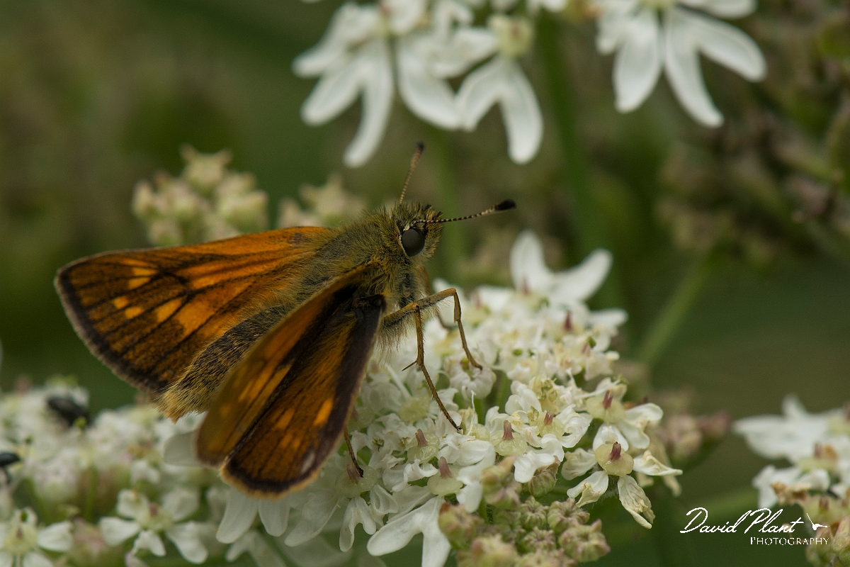David Plant Photography - Wildlife Photography - Large skipper - H.jpg - Large skipper - Buckinghamshire