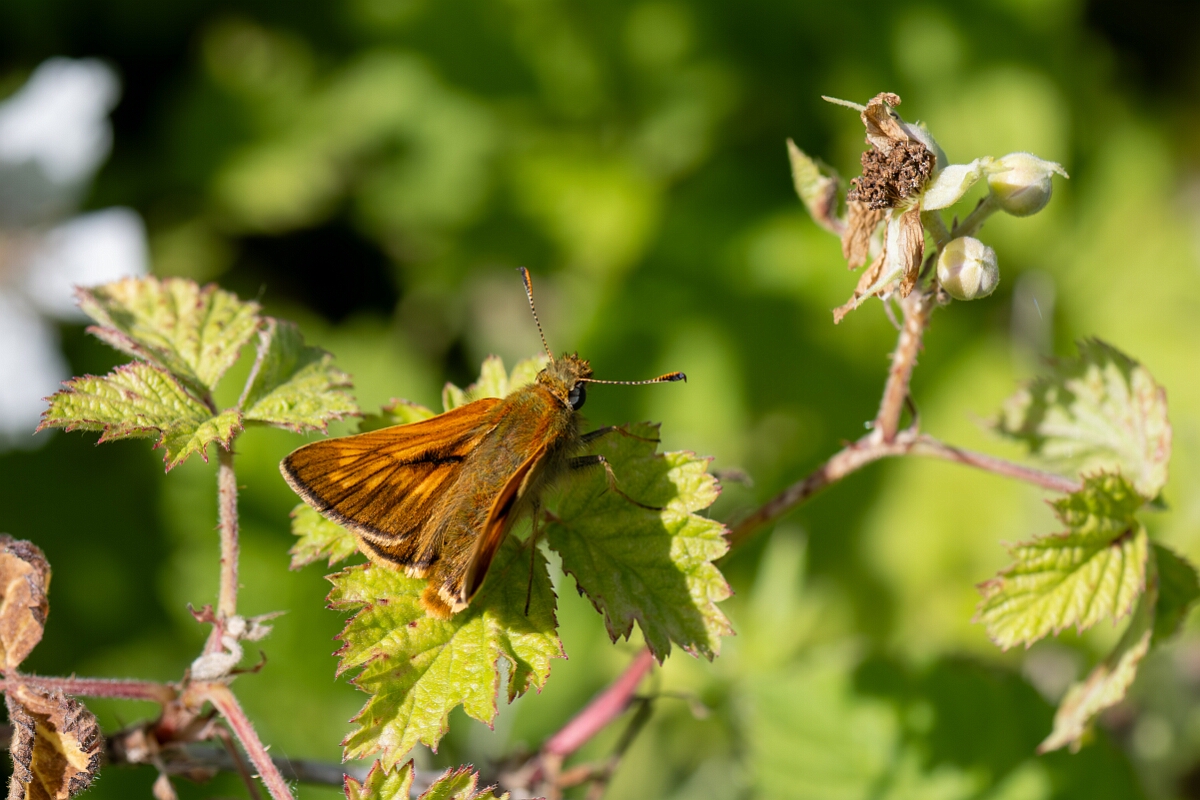 David Plant Photography - Wildlife Photography - Large skipper - I.jpg - Large skipper, Ochlodes sylvanus - Wiltshire