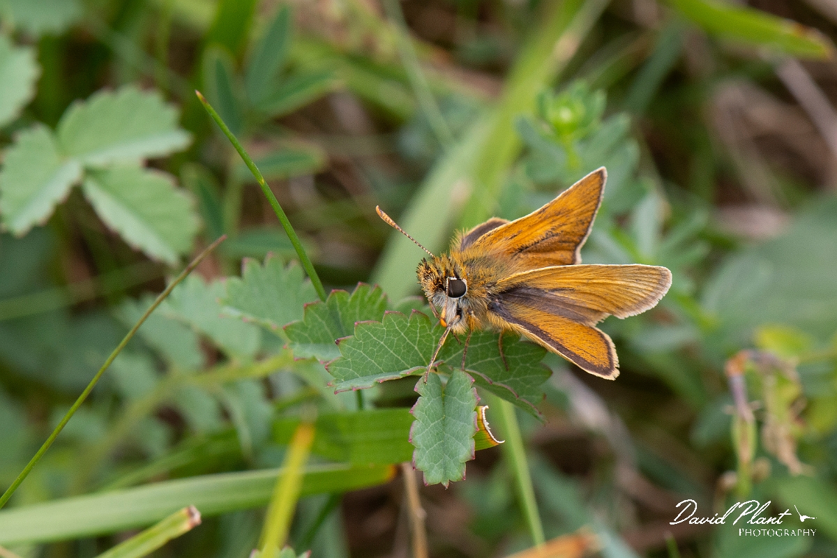 David Plant Photography - Wildlife Photography - Lulworth skipper - A.jpg - Lulworth skipper - Dorset