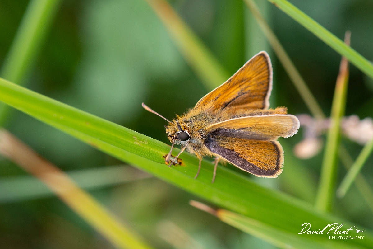 David Plant Photography - Wildlife Photography - Lulworth skipper - C.jpg - Lulworth skipper - Dorset